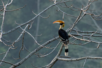 Great hornbill or Buceros bicornis observed in Rongtong in West Bengal, India © Mihir Joshi