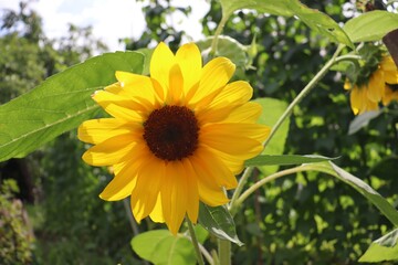 closeup of sunflower in the garden