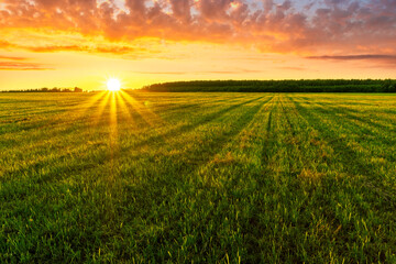 Fototapeta na wymiar Scenic view at beautiful spring sunset in a green shiny field with green grass and golden sun rays, cloudy sky on a background, forest and country road, summer valley landscape