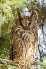 Long-eared owl standing on a tree branch