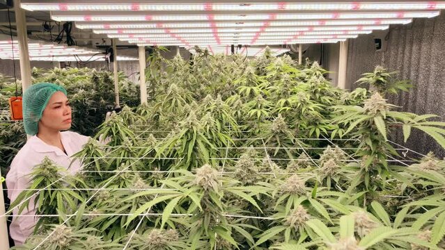 Team cannabis researcher working in cannabis plant indoor, Cannabis greenhouse farming control environment.