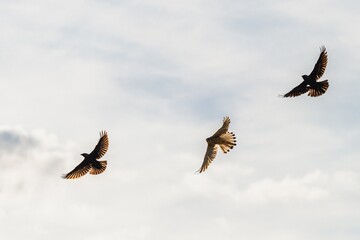 Common Kestrel, Falco tinnunculus and Western Jackdaw, Coloeus monedula in the fly
