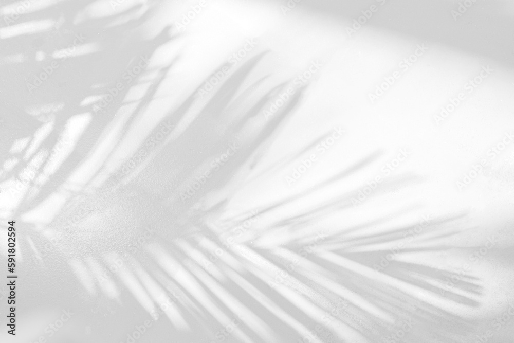 Poster Grey shadow of natural palm leaf abstract background falling on white wall texture for background and wallpaper. Tropical palm leaves foliage shadow overlay effect, foliage mockup and design