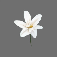 Vector Narcissus, clematis, snowdrop, white flower painted in watercolor.