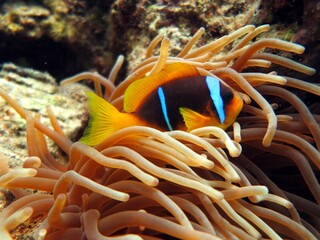 red sea anemone