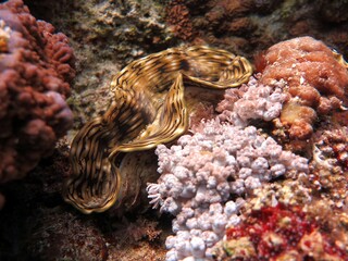 giant clam of the red sea