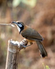 Greater necklaced laughingthrush or Pterorhinus pectoralis seen in Rongtong