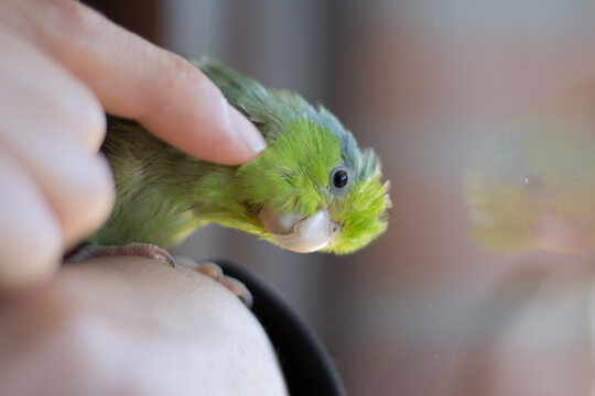 Forpus coelestis. Woman caressing the forpus and he indulges in pampering.