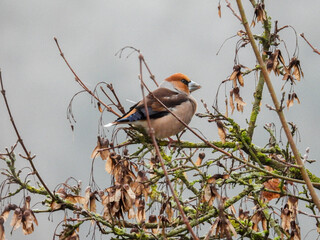 hawfinch in top of a tree 