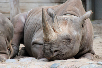 Obraz premium black rhino in a zoo in germany 