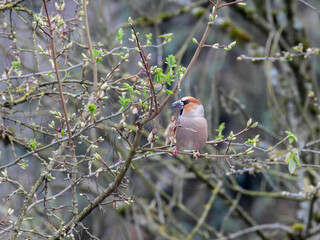 hawfinch perched on a branch in a tree
