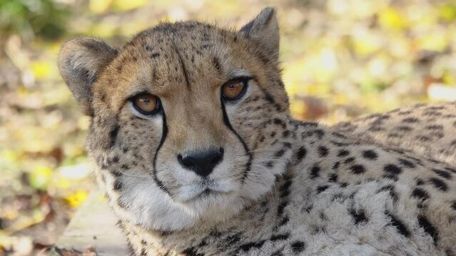 portrait of a cheetah in natural habitat