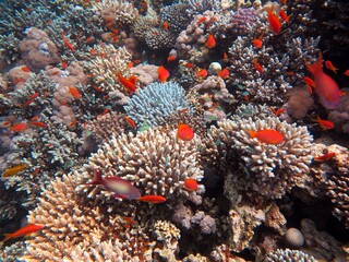 red sea fish and coral reef at blue hole dive spot in dahab, red sea Egypt