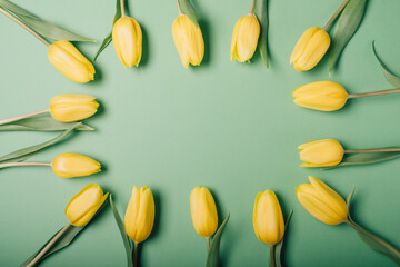Beautiful fresh yellow tulip flowers in full bloom on green background, top view. Copy space for text. Minimalist flat lay with spring blooms.