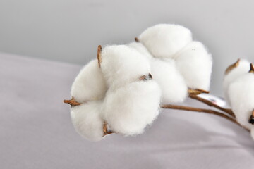 cotton buds on a white background