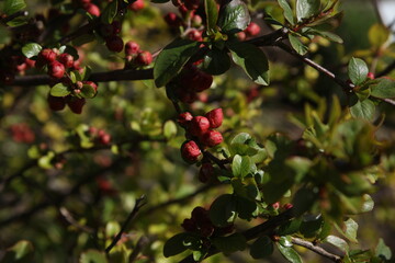Maule's quince blossom in spring 
