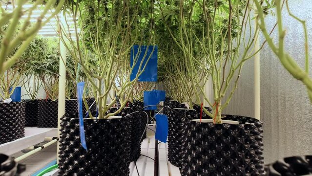 Cannabis plants in pots with drip irrigation system for fertilize with sensor for realtime monitoring moisture PH in soil.