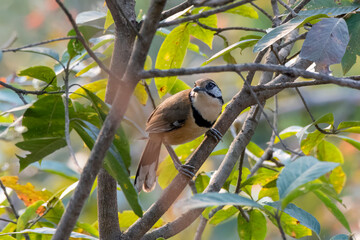 Greater necklaced laughingthrush or Pterorhinus pectoralis seen in Rongtong
