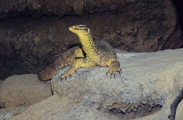Sand goanna