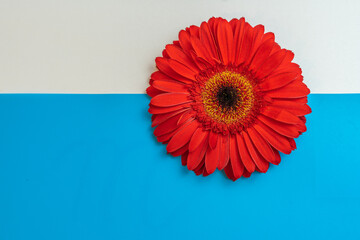 original composition with a very large red gerbera on a blue and white background