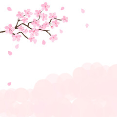 Cherry blossom branch with flying petals and pink cloud on white background vector.
