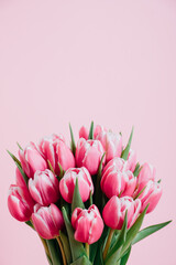 Fototapeta premium Beautiful fresh tulip flowers in full bloom against pink background. Copy space for text. Spring blooms.