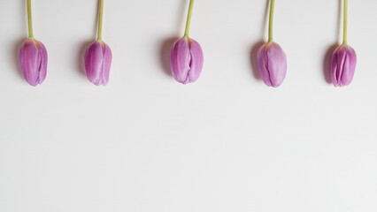 Fresh purple tulip flowers on white background, flat lay, directly above view. Lovely spring blooms with copy space for text.