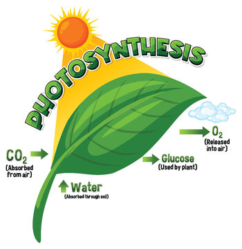 Diagram of Photosynthesis for biology and life science education