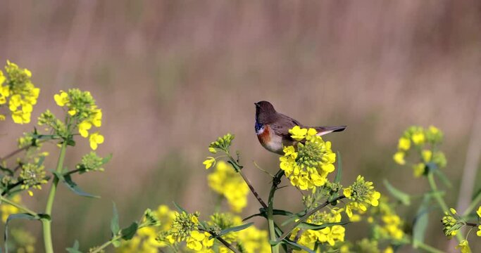 Male bluethroat on rapeseed flower