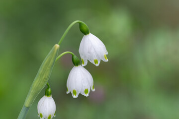 雨に濡れた白い花
