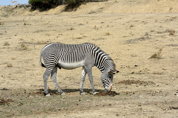 Fototapeta na wymiar zebra on the loose close up