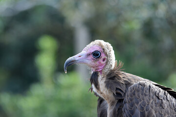 Fototapeta premium vulture in freedom close up