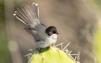 Samtkopf-Grasmücke (Sylvia melanocephala)