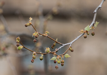 Knospen einer Platane im Frühling