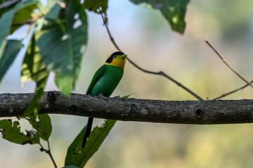 Long-tailed broadbill or Psarisomus dalhousiae observed in Rongtong in India