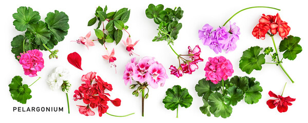 Geranium flowers collection isolated on white background.
