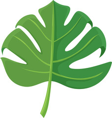 leaf monstera deliciosa