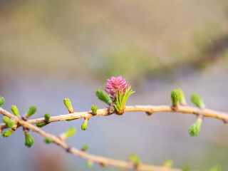 Larch tree fresh pink cones blossom at spring on nature background