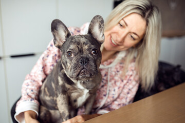 Close-up portrait of charming French bulldog who poses seriously looking at camera.Healthy pets. Happy moments. 