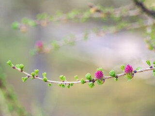 Larch tree fresh pink cones blossom at spring on nature background