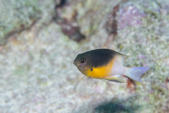 Bicolor damselfish swimming on reef