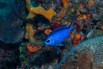 Blue chromis in reef