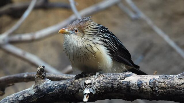 guira cuckoo sit on a tree branch