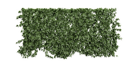 Wall creeper plants on transparent background, 3D rendering, for illustration, digital composition and architecture visualization © Saifstock