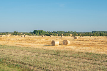 Fototapeta premium Haystacks on wheat field under the beautiful blue cloudy sky