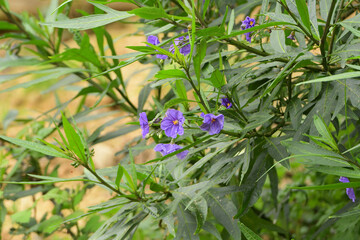 Solanum laciniatum en bord de mer 