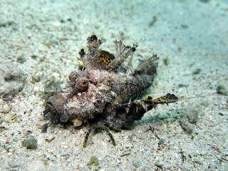 Red Sea Walkman, also known as sea goblin, demon stinger or devil stinger, is a Western Pacific member of the Inimicus genus of venomous fishes, closely related to the true stone fishes.