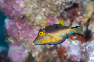 Sharpnose puffer swimming in the reef © Griffin