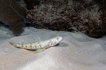 Sand diver on ocean floor