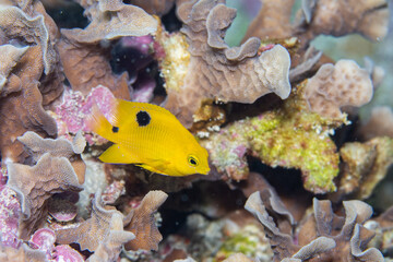 Naklejka na ściany i meble Juvenile threespot damselfish swimming on reef